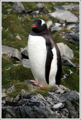 Gentoo Penguin among moss-covered rocks.