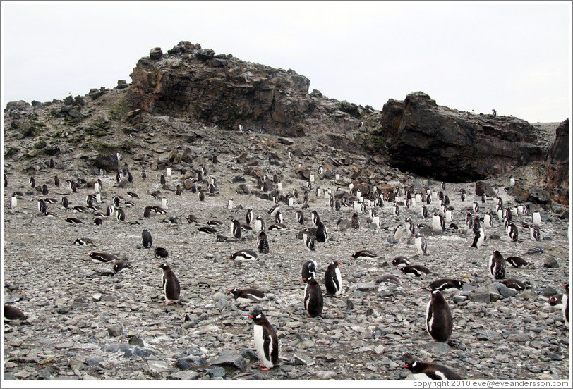 Gentoo Penguins.