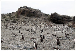 Gentoo Penguins.