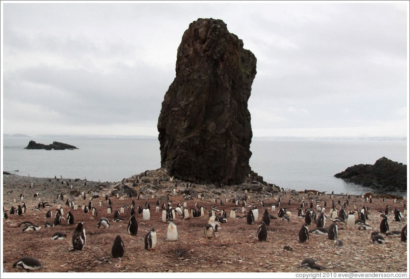Gentoo Penguins and rock.