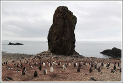 Gentoo Penguins and rock.