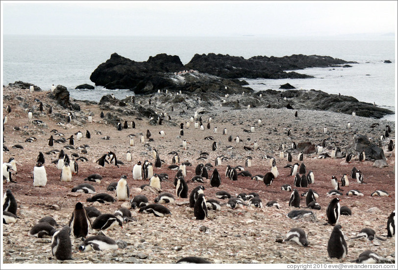 Gentoo Penguins and volcanic rocks.