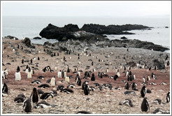 Gentoo Penguins and volcanic rocks.