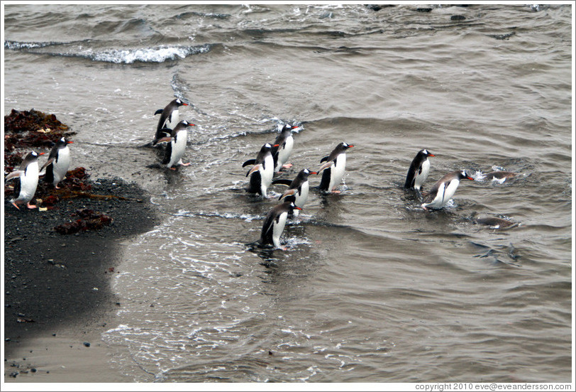 Gentoo Penguins entering the water.