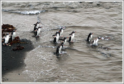 Gentoo Penguins entering the water.