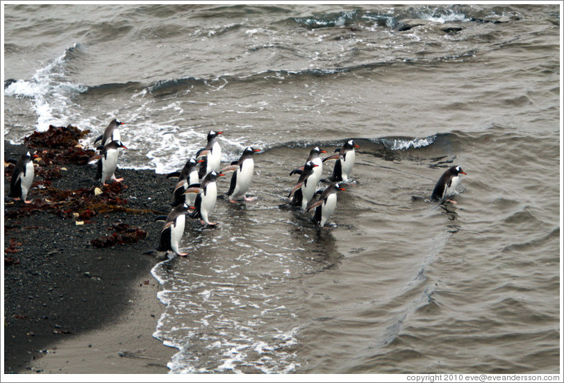 Gentoo Penguins entering the water.