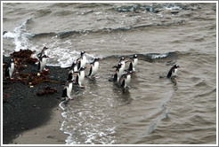 Gentoo Penguins entering the water.