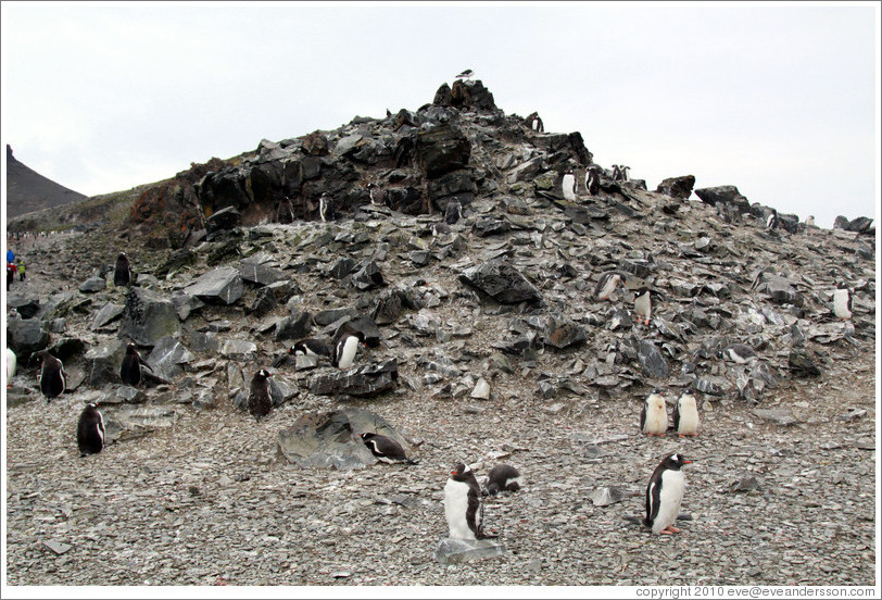 Gentoo Penguins.
