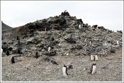 Gentoo Penguins.