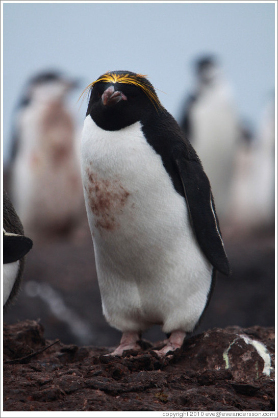 Macaroni Penguin.