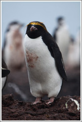 Macaroni Penguin.