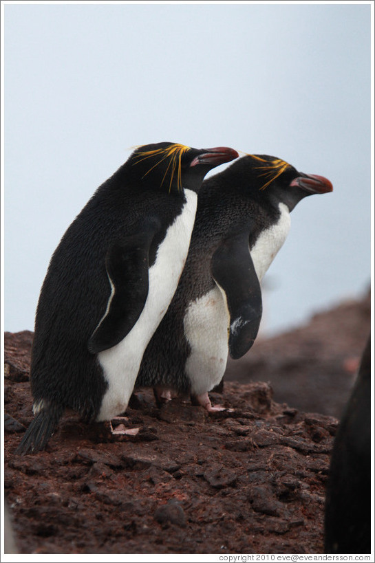 Two Macaroni Penguins.