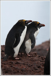 Two Macaroni Penguins.