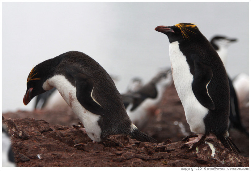 Two Macaroni Penguins.