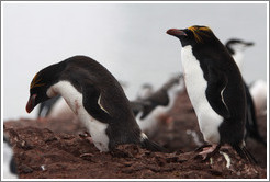 Two Macaroni Penguins.