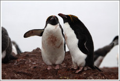 Two Macaroni Penguins.