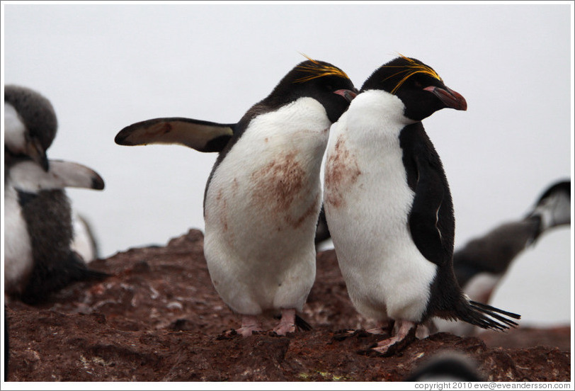 Two Macaroni Penguins.