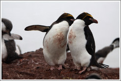 Two Macaroni Penguins.