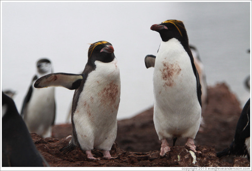 Two Macaroni Penguins.