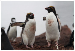 Two Macaroni Penguins.