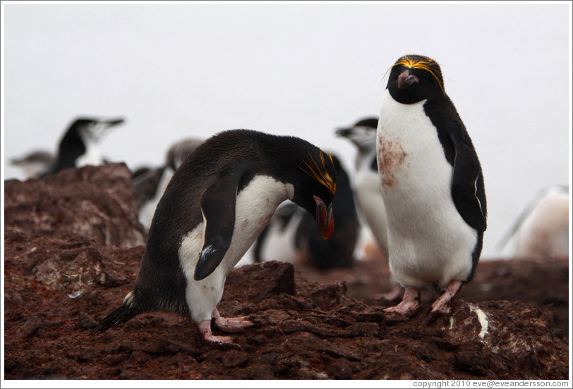 Two Macaroni Penguins.