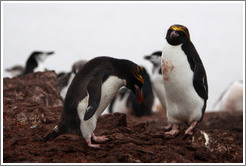 Two Macaroni Penguins.