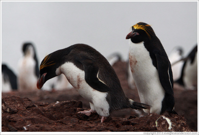 Two Macaroni Penguins.