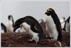 Two Macaroni Penguins.