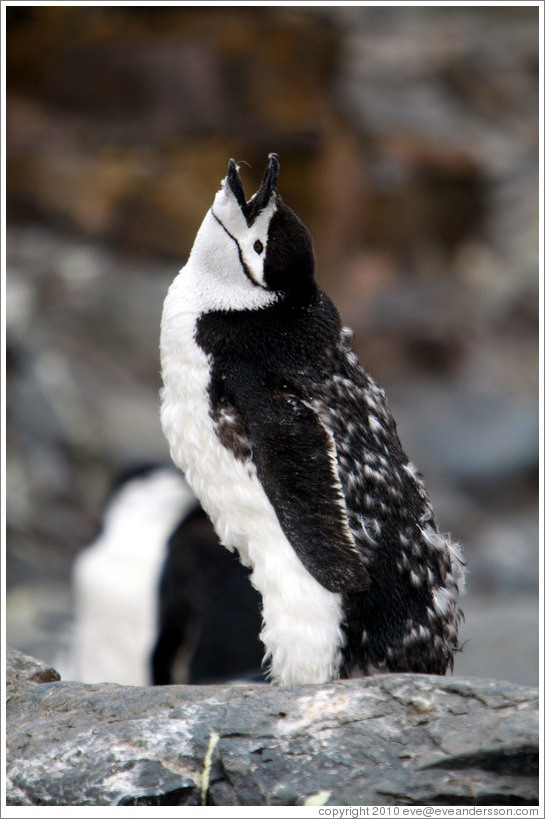 Young molting Chinstrap Penguin calling.