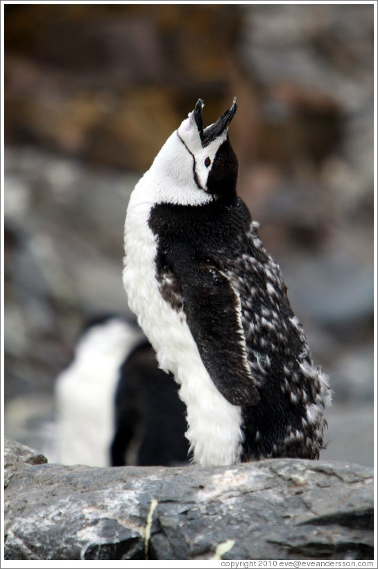 Young molting Chinstrap Penguin calling.