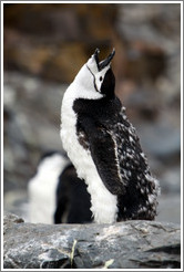 Young molting Chinstrap Penguin calling.