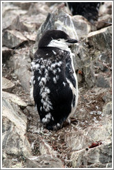 Young molting Chinstrap Penguin.