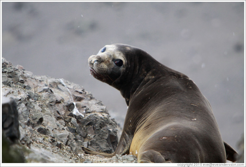 Young Elephant Seal.