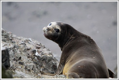 Young Elephant Seal.