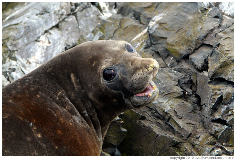 Young Elephant Seal.