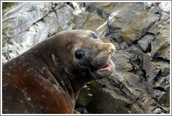 Young Elephant Seal.