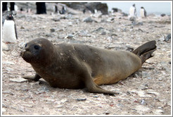 Young molting Elephant Seal.