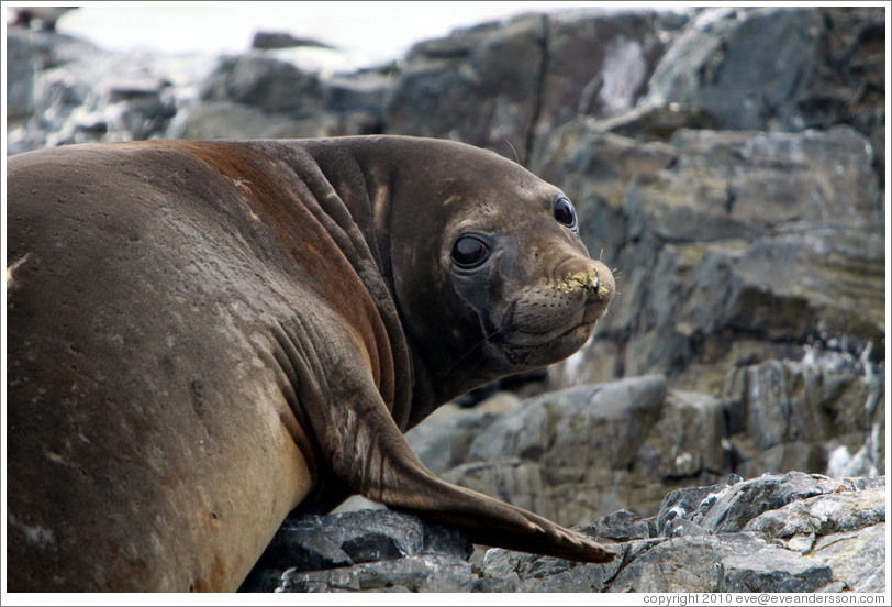 Young Elephant Seal.