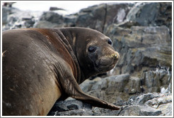 Young Elephant Seal.