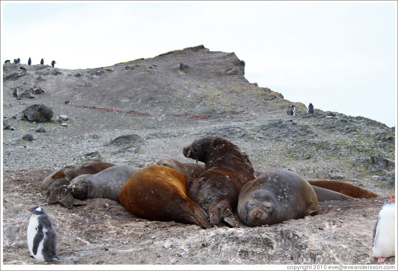 Young Elephant Seals molting.  Young Gentoo Penguin in the foreground.