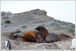 Young Elephant Seals molting.  Young Gentoo Penguin in the foreground.