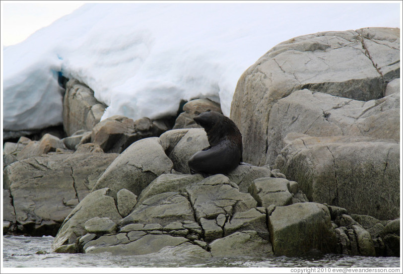 Fur Seal.