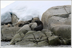 Fur Seal.
