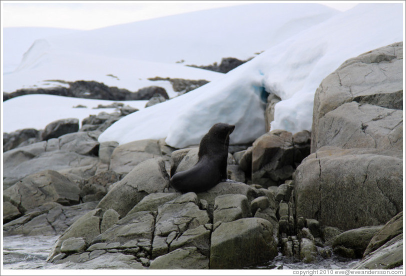 Fur Seal.