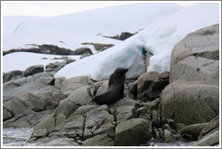 Fur Seal.