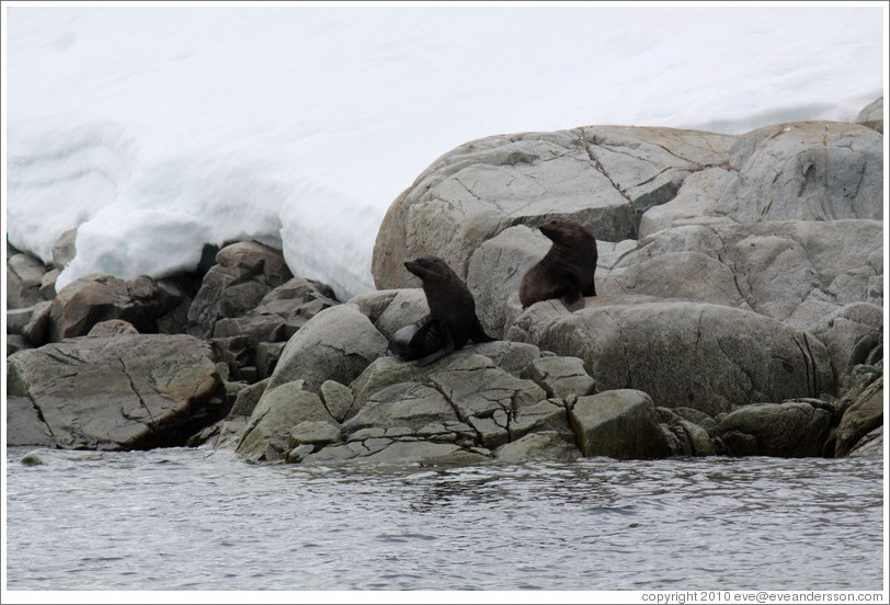 Two Fur Seals.
