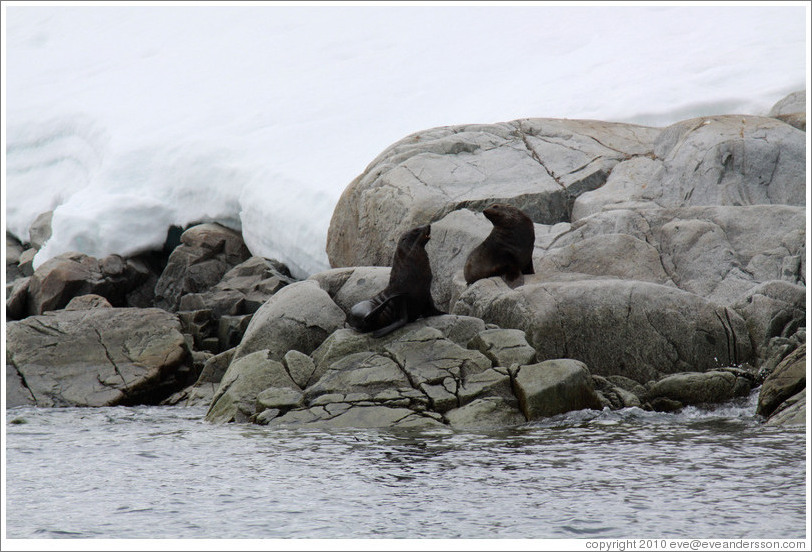 Two Fur Seals.