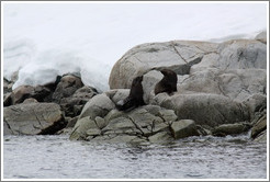 Two Fur Seals.