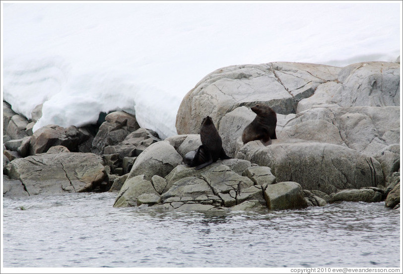 Two Fur Seals.