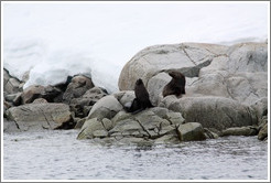 Two Fur Seals.